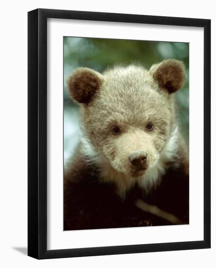 Rescued Grizzly Bear Cub, Montana, USA-Jim Zuckerman-Framed Photographic Print