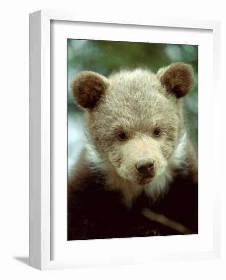 Rescued Grizzly Bear Cub, Montana, USA-Jim Zuckerman-Framed Photographic Print