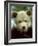 Rescued Grizzly Bear Cub, Montana, USA-Jim Zuckerman-Framed Photographic Print