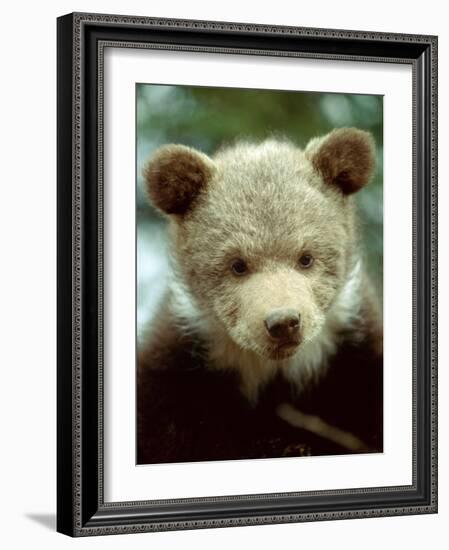 Rescued Grizzly Bear Cub, Montana, USA-Jim Zuckerman-Framed Photographic Print