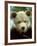 Rescued Grizzly Bear Cub, Montana, USA-Jim Zuckerman-Framed Photographic Print