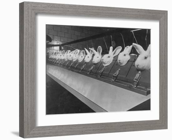 Research Lab at Eli Lilly Drug Manufacturing Plant Uses Rabbits to Test Distilled Water-null-Framed Photographic Print