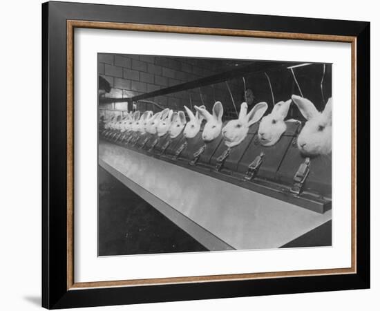 Research Lab at Eli Lilly Drug Manufacturing Plant Uses Rabbits to Test Distilled Water-null-Framed Photographic Print