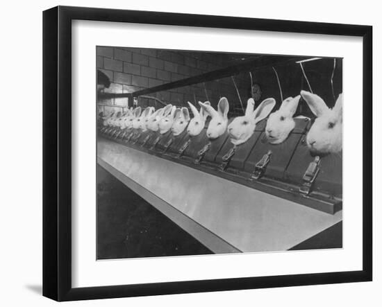 Research Lab at Eli Lilly Drug Manufacturing Plant Uses Rabbits to Test Distilled Water-null-Framed Photographic Print