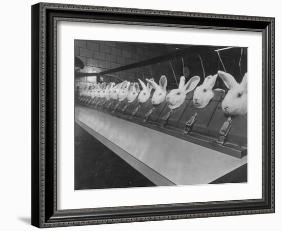 Research Lab at Eli Lilly Drug Manufacturing Plant Uses Rabbits to Test Distilled Water-null-Framed Photographic Print