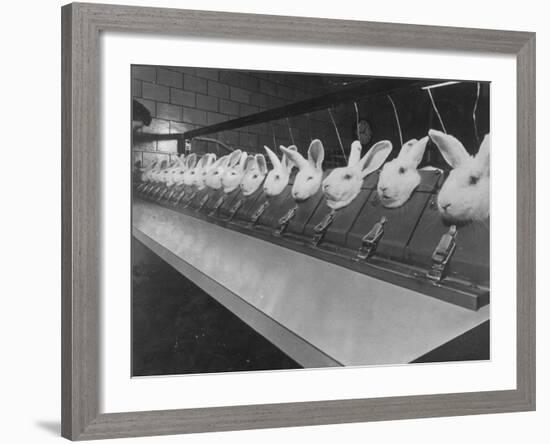 Research Lab at Eli Lilly Drug Manufacturing Plant Uses Rabbits to Test Distilled Water-null-Framed Photographic Print