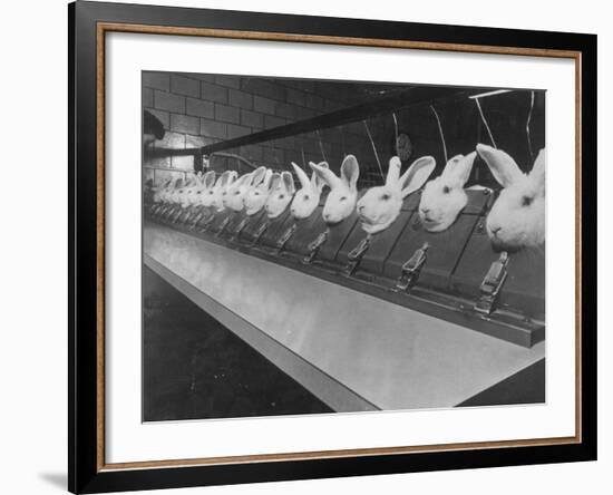 Research Lab at Eli Lilly Drug Manufacturing Plant Uses Rabbits to Test Distilled Water-null-Framed Photographic Print