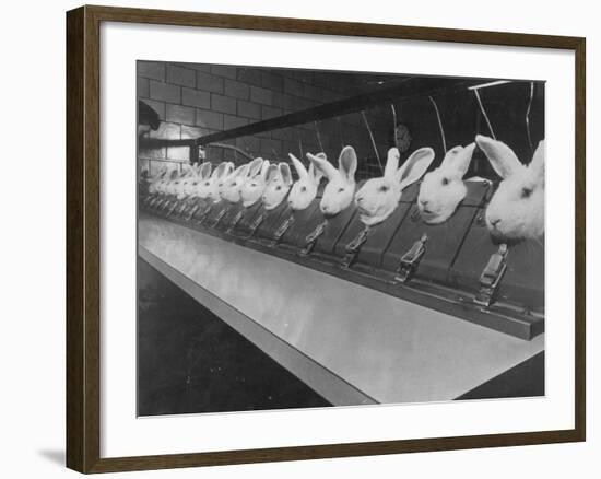 Research Lab at Eli Lilly Drug Manufacturing Plant Uses Rabbits to Test Distilled Water-null-Framed Photographic Print