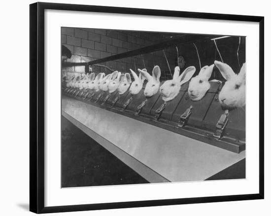 Research Lab at Eli Lilly Drug Manufacturing Plant Uses Rabbits to Test Distilled Water-null-Framed Photographic Print