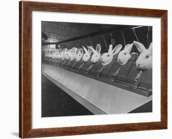 Research Lab at Eli Lilly Drug Manufacturing Plant Uses Rabbits to Test Distilled Water-null-Framed Photographic Print