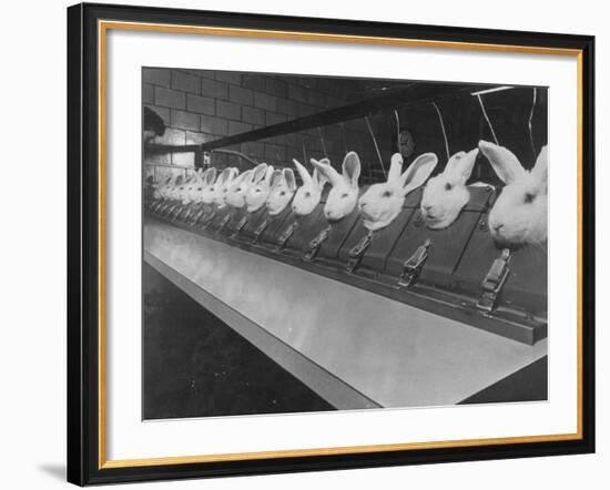 Research Lab at Eli Lilly Drug Manufacturing Plant Uses Rabbits to Test Distilled Water-null-Framed Photographic Print