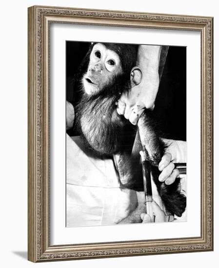Researchers Testing Immunity of a Chimp That Was Inoculated with Polio Vaccine-null-Framed Photographic Print