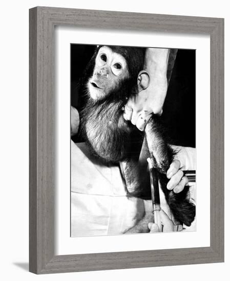 Researchers Testing Immunity of a Chimp That Was Inoculated with Polio Vaccine-null-Framed Photographic Print