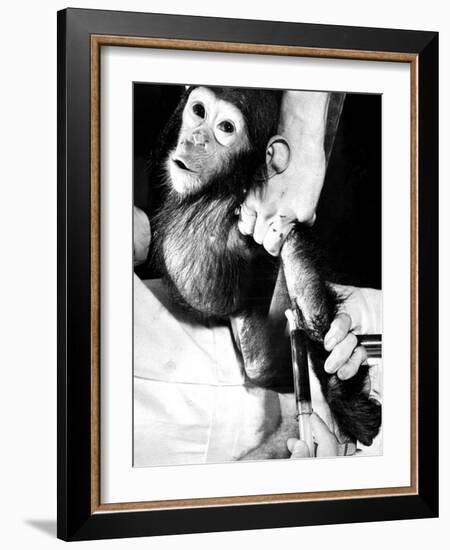 Researchers Testing Immunity of a Chimp That Was Inoculated with Polio Vaccine-null-Framed Photographic Print