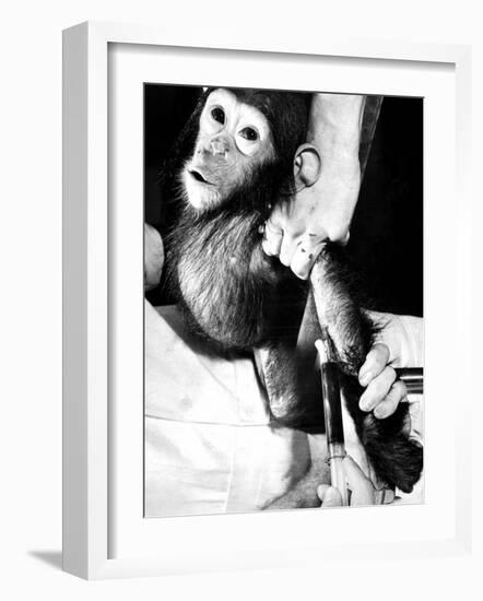 Researchers Testing Immunity of a Chimp That Was Inoculated with Polio Vaccine-null-Framed Photographic Print