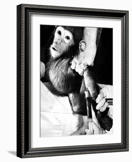 Researchers Testing Immunity of a Chimp That Was Inoculated with Polio Vaccine-null-Framed Photographic Print