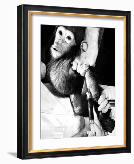 Researchers Testing Immunity of a Chimp That Was Inoculated with Polio Vaccine-null-Framed Photographic Print