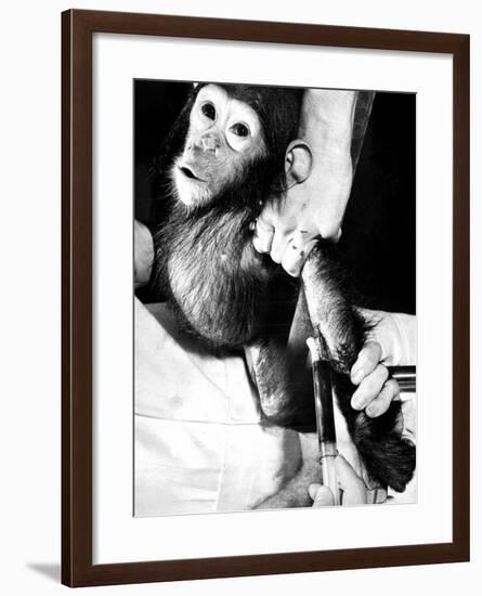 Researchers Testing Immunity of a Chimp That Was Inoculated with Polio Vaccine-null-Framed Photographic Print