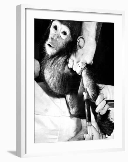 Researchers Testing Immunity of a Chimp That Was Inoculated with Polio Vaccine-null-Framed Photographic Print