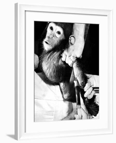 Researchers Testing Immunity of a Chimp That Was Inoculated with Polio Vaccine-null-Framed Photographic Print