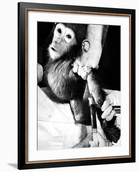 Researchers Testing Immunity of a Chimp That Was Inoculated with Polio Vaccine-null-Framed Photographic Print