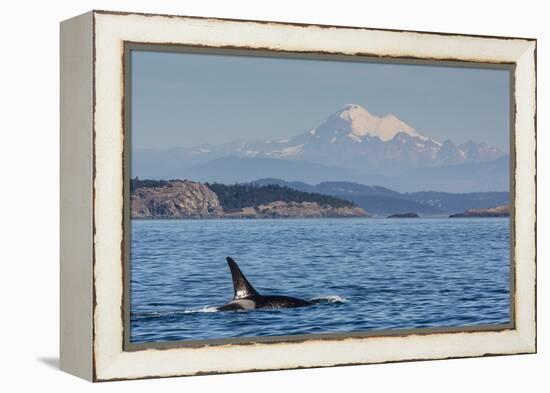 Resident Killer Whale Bull-Michael Nolan-Framed Premier Image Canvas