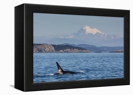 Resident Killer Whale Bull-Michael Nolan-Framed Premier Image Canvas