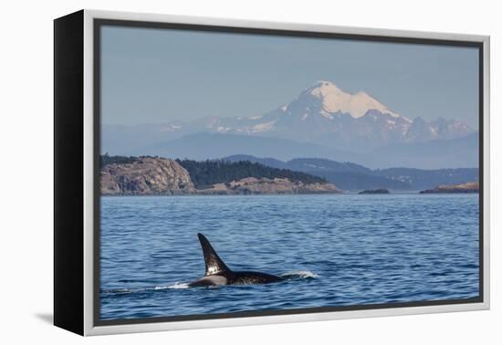 Resident Killer Whale Bull-Michael Nolan-Framed Premier Image Canvas