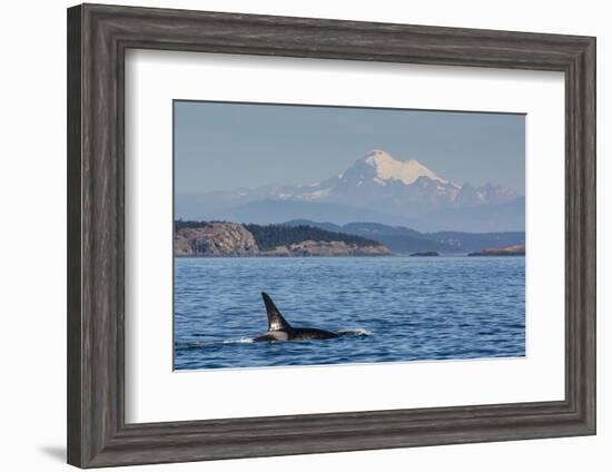 Resident Killer Whale Bull-Michael Nolan-Framed Photographic Print