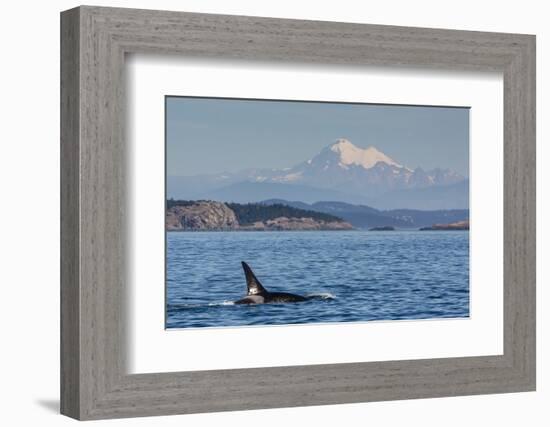 Resident Killer Whale Bull-Michael Nolan-Framed Photographic Print