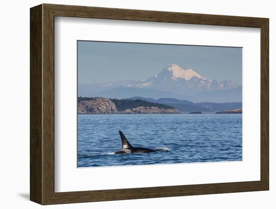 Resident Killer Whale Bull-Michael Nolan-Framed Photographic Print