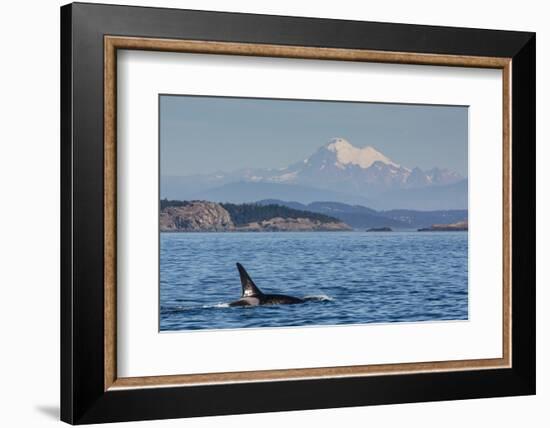 Resident Killer Whale Bull-Michael Nolan-Framed Photographic Print