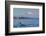 Resident Killer Whale Bull-Michael Nolan-Framed Photographic Print