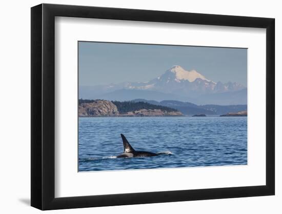 Resident Killer Whale Bull-Michael Nolan-Framed Photographic Print