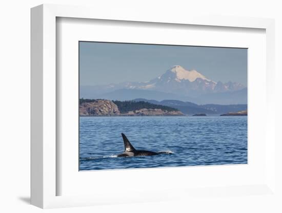 Resident Killer Whale Bull-Michael Nolan-Framed Photographic Print