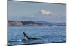 Resident Killer Whale Bull-Michael Nolan-Mounted Photographic Print