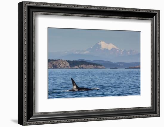 Resident Killer Whale Bull-Michael Nolan-Framed Photographic Print