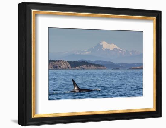 Resident Killer Whale Bull-Michael Nolan-Framed Photographic Print