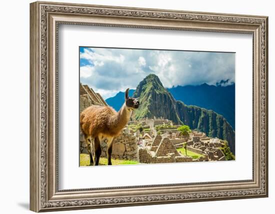 Resident Llama, Machu Picchu Ruins, UNESCO World Heritage Site, Peru, South America-Laura Grier-Framed Photographic Print