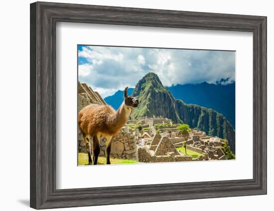 Resident Llama, Machu Picchu Ruins, UNESCO World Heritage Site, Peru, South America-Laura Grier-Framed Photographic Print