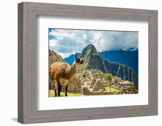 Resident Llama, Machu Picchu Ruins, UNESCO World Heritage Site, Peru, South America-Laura Grier-Framed Photographic Print