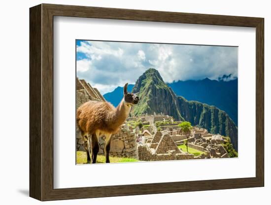 Resident Llama, Machu Picchu Ruins, UNESCO World Heritage Site, Peru, South America-Laura Grier-Framed Photographic Print