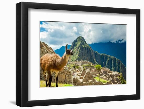 Resident Llama, Machu Picchu Ruins, UNESCO World Heritage Site, Peru, South America-Laura Grier-Framed Photographic Print