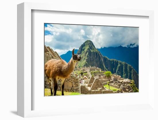 Resident Llama, Machu Picchu Ruins, UNESCO World Heritage Site, Peru, South America-Laura Grier-Framed Photographic Print