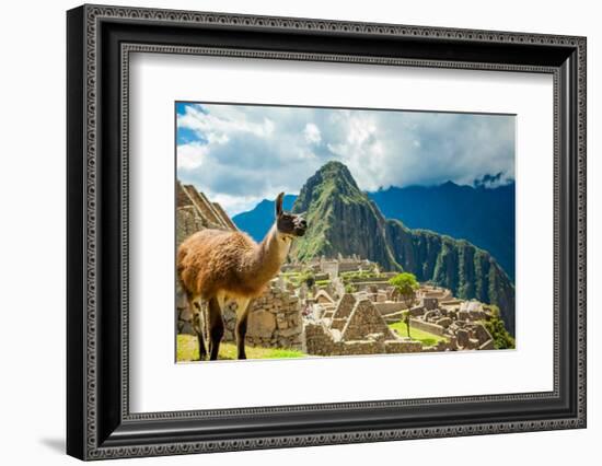 Resident Llama, Machu Picchu Ruins, UNESCO World Heritage Site, Peru, South America-Laura Grier-Framed Photographic Print