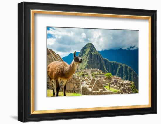 Resident Llama, Machu Picchu Ruins, UNESCO World Heritage Site, Peru, South America-Laura Grier-Framed Photographic Print