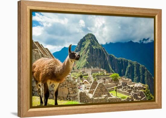 Resident Llama, Machu Picchu Ruins, UNESCO World Heritage Site, Peru, South America-Laura Grier-Framed Premier Image Canvas