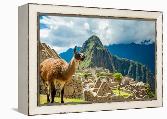 Resident Llama, Machu Picchu Ruins, UNESCO World Heritage Site, Peru, South America-Laura Grier-Framed Premier Image Canvas