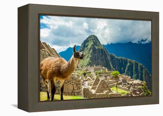 Resident Llama, Machu Picchu Ruins, UNESCO World Heritage Site, Peru, South America-Laura Grier-Framed Premier Image Canvas