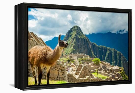 Resident Llama, Machu Picchu Ruins, UNESCO World Heritage Site, Peru, South America-Laura Grier-Framed Premier Image Canvas